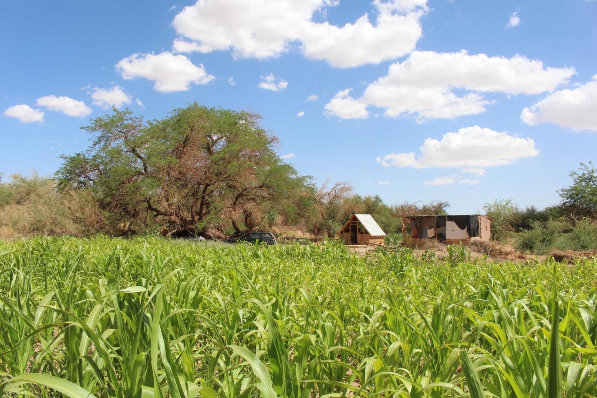 Cabana Nachitor San Pedro de Atacama Ngoại thất bức ảnh